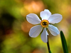 Colourfull Flowers, narcissus, White