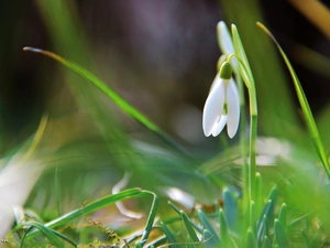 Colourfull Flowers, Snowdrop, White