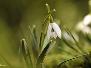 Colourfull Flowers, Snowdrop, White