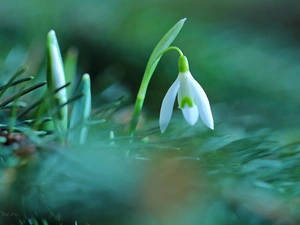 Colourfull Flowers, Snowdrop, White