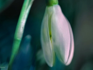 Colourfull Flowers, Snowdrop, White