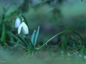 Colourfull Flowers, Snowdrop, White