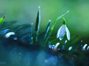 Colourfull Flowers, Snowdrop, White