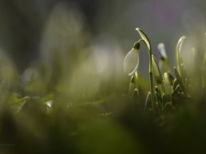 Colourfull Flowers, Snowdrop, White