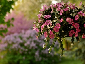 White, Flowers, Mini, Surfinie, decoration