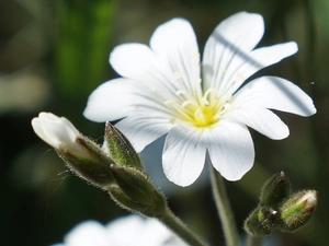 Cerastium Access field, White, Colourfull Flowers