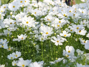 Flowers, Cosmos, grass, White