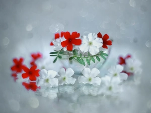 verbena, White, Flowers, red hot