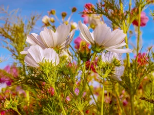 Flowers, Cosmos, Meadow, White
