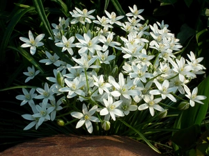 White, nature, Flowers