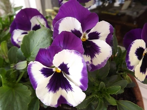 Flowers, purple, White, pansies