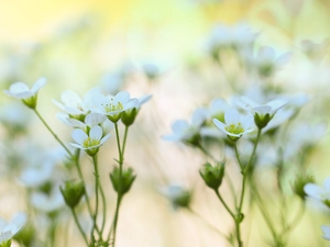 Flowers, Tufted Saxifrage, White