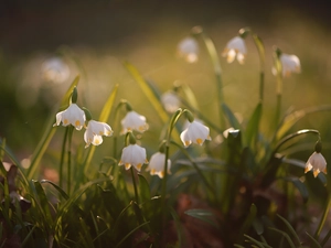 Flowers, Spring Snowflakes, White