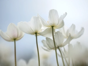 Flowers, Snowdrop Windflower, White