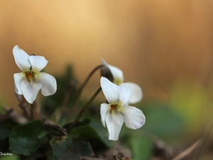 Flowers, fragrant violets, White