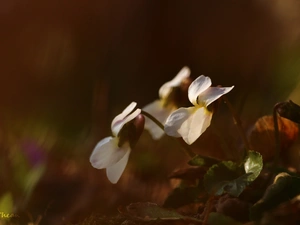 Flowers, fragrant violets, White