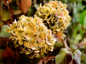 Colourfull Flowers, hydrangea, White frost, frosted