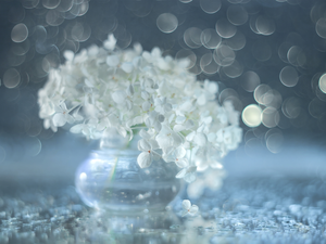 hydrangea, Flowers, Bokeh, White