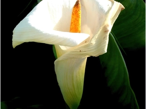 Kalia, Colourfull Flowers, White