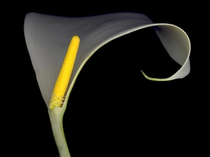 Kalia, Colourfull Flowers, White