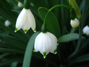 White, Leucojum