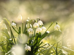 Leucojum, Flowers, cluster, White