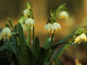 Leucojum, Flowers, Insect, White