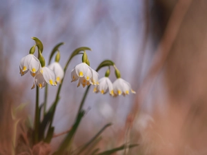 Leucojum, Flowers, Spring, White