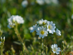 Meadow, Flowers, Cerastium, White