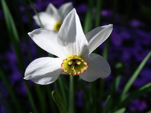 white narcissus