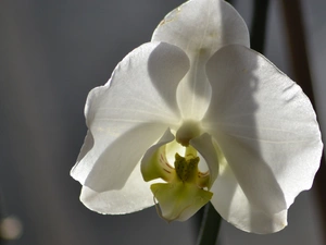 orchid, White