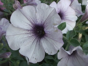 White, Petunia