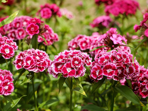 Sweet William, flourishing, white and pink