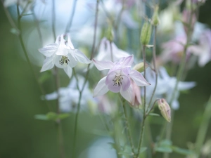 Pink, Columbines, Flowers, White