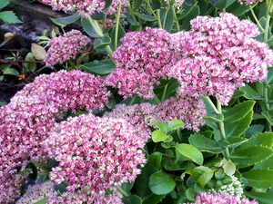 pink, Flowers, Sedum, White