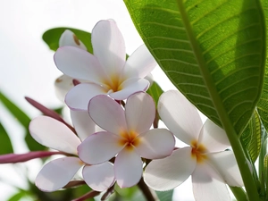 Plumeria, Flowers, leaf, White