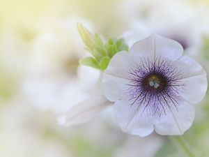 Petunia, White-Purple, Colourfull Flowers