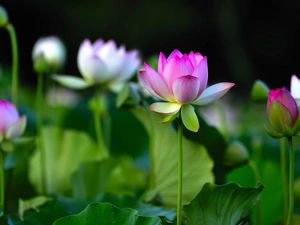 purple, Flowers, lotus, White