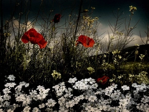 papavers, Flowers, Alpine Cerastium, Red, Field, White, clouds