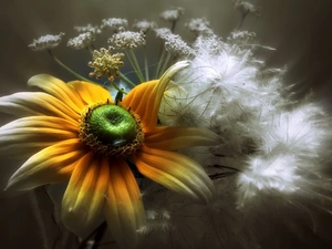 Rudbeckia, Flowers, Close, White