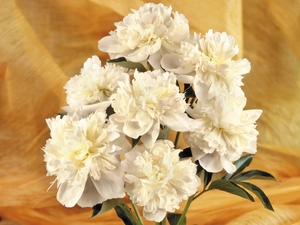 peony, small bunch, white