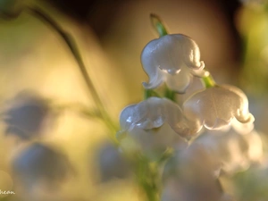 lily of the Valley, Colourfull Flowers, Spring, White