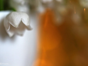 lily of the Valley, Colourfull Flowers, Spring, White