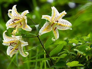 Tiger lily, Flowers, White