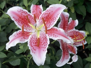 Tiger lily, pink, White