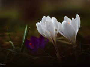 crocuses, Two cars, White