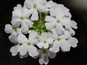 Flowers, Verbena garden, White