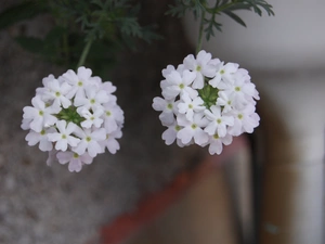 White, verbena