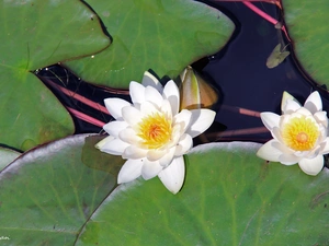 White, lilies, water