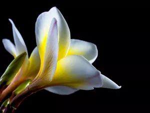 Flowers, Plumeria, bud, White and yellow